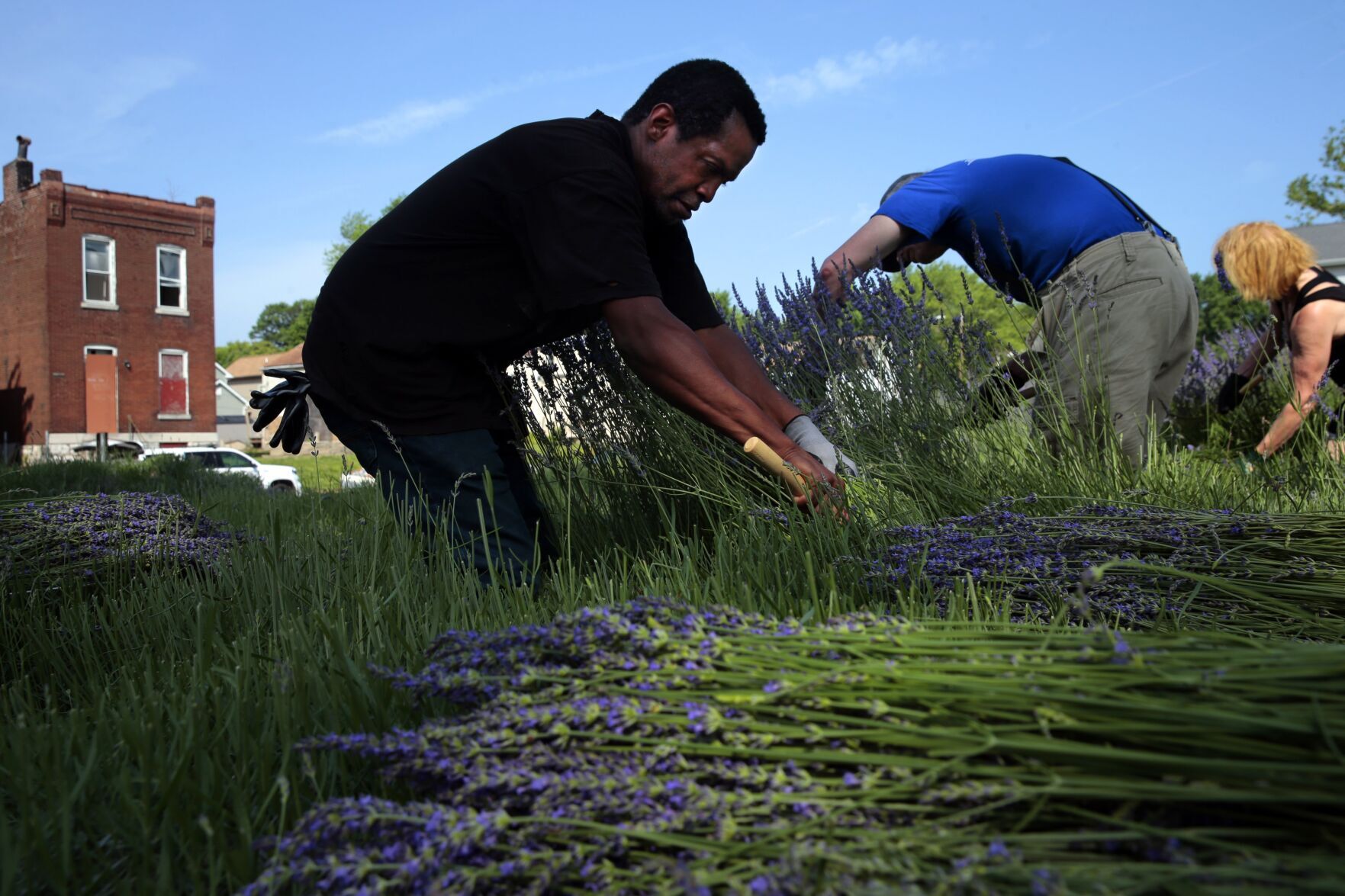 Scent of lavender harvest breathes life into College Hill
